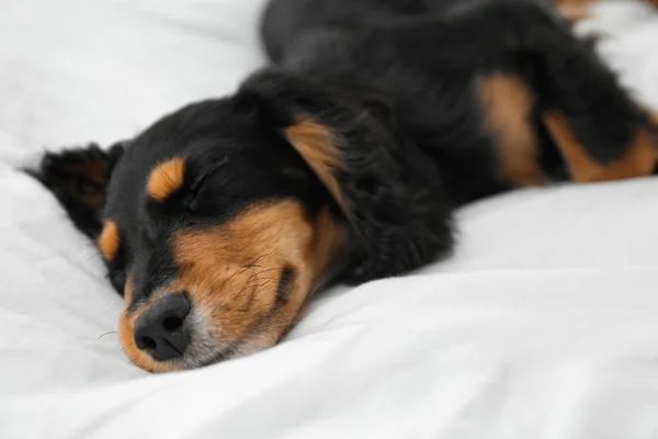 Lindo Perro Relajante Tela Blanca Casa Primer Plano Mascota Amistosa — Foto de Stock