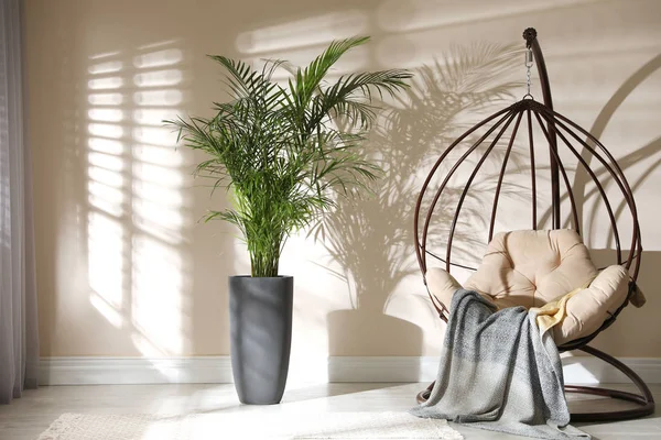 Beautiful large palm in room. Element of interior design — 스톡 사진
