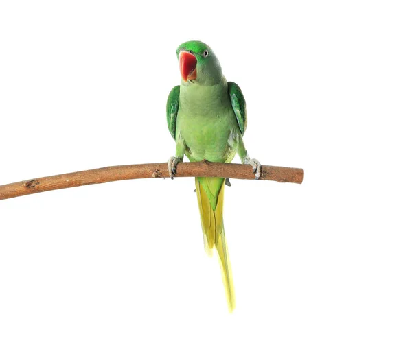 Vackra Alexandrine Parakeet på träd gren mot vit rygg — Stockfoto