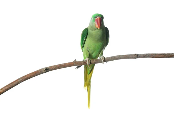 Bella Alexandrine Parakeet su ramo d'albero contro la schiena bianca — Foto Stock