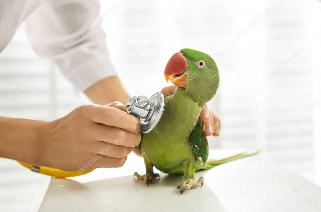 Veterinarian examining Alexandrine parakeet in clinic, closeup