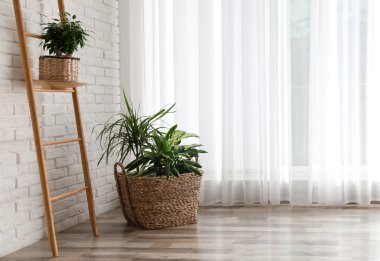 Güzel yeşil saksı bitkileri şık oda içinde. Boşluk