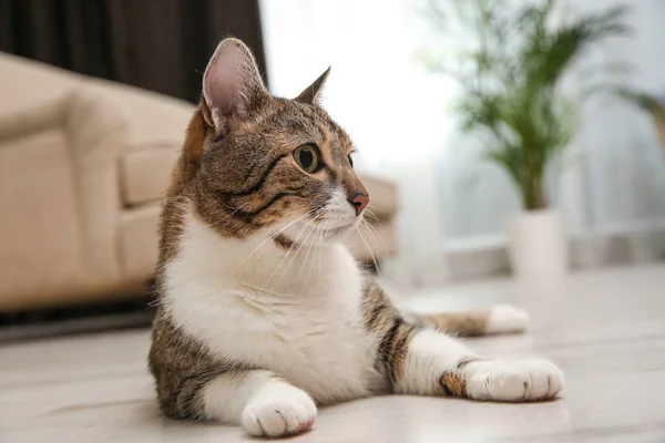 Gato Bonito Tabby Deitado Chão Madeira Casa Animal Estimação Amigável — Fotografia de Stock