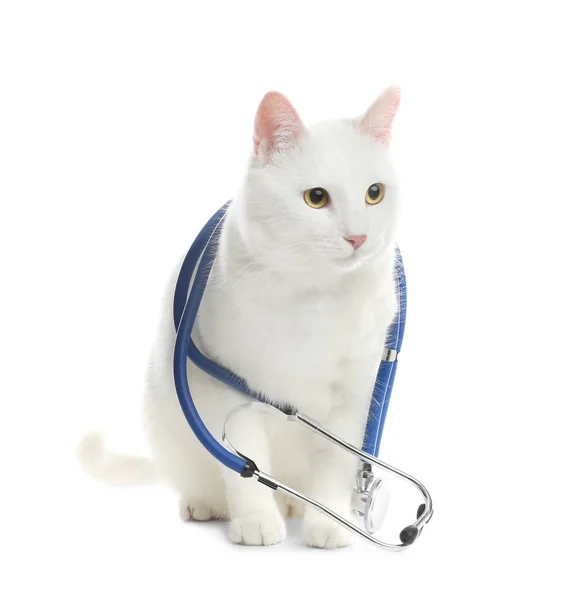 แมวน สเตโตสโกปเป ตวแพทย บนพ นหล ขาว — ภาพถ่ายสต็อก