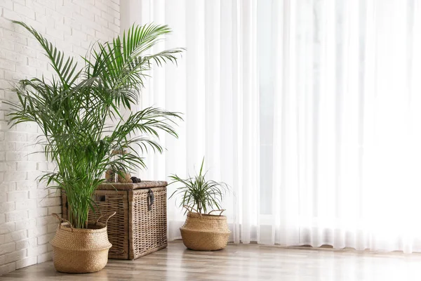 Beautiful green potted plants in stylish room interior. Space fo — Stock Photo, Image