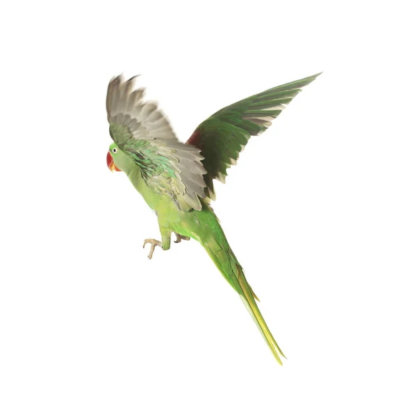 Gyönyörű Alexandrin Papagáj Repül Elszigetelt Fehér — Stock Fotó