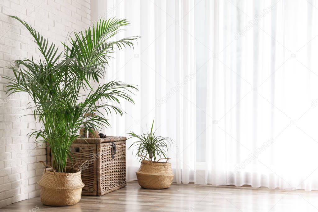 Beautiful green potted plants in stylish room interior. Space fo