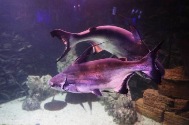 Gaff top yelkenli yayın balığı akvaryumda yüzüyor.