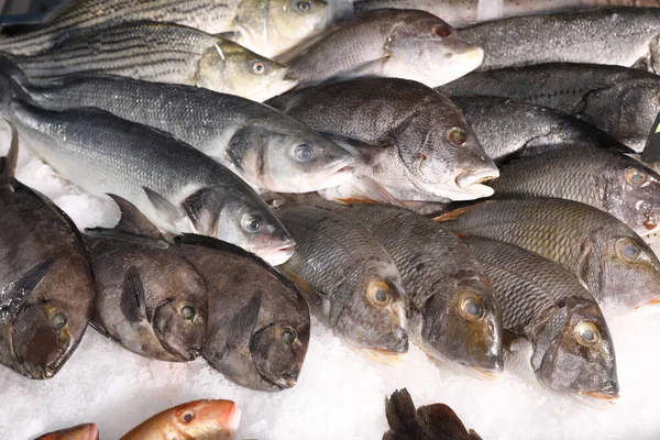 Різні Види Свіжої Риби Льоду Супермаркеті — стокове фото