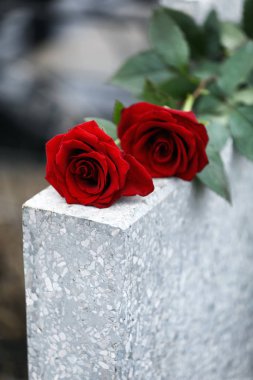 Red roses on light grey tombstone outdoors. Funeral ceremony clipart