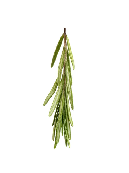 Čerstvě zelený rozmarýn izolovaný na bílém. Aromatická bylina — Stock fotografie