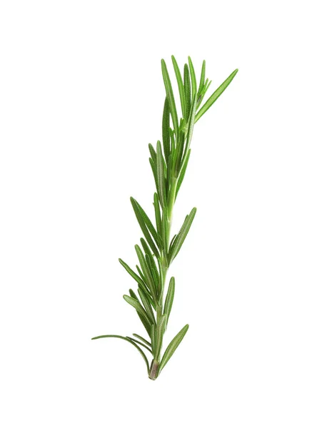 Friss zöld rozmaring izolált fehér. Aromás gyógynövény — Stock Fotó