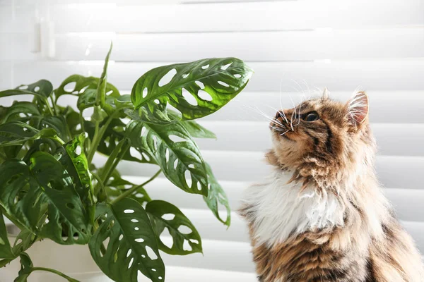 Evdeki Pencerenin Yanında Sevimli Kedi Bitkiler Var — Stok fotoğraf
