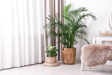 Pencerenin yanındaki güzel saksı bitkilerinin şık odalarında perdeleri var.