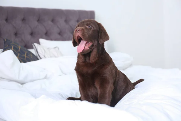 かわいいラブラドールは自宅でベッドの上で子犬を取得します 優しい犬 — ストック写真