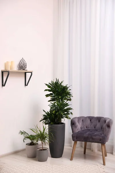 Stílusos Belső Tér Gyönyörű Növényekkel Kényelmes Fotellel — Stock Fotó