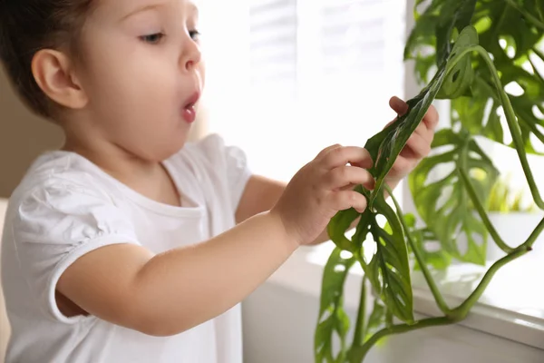 Liten Flicka Leker Med Krukväxt Hemma — Stockfoto