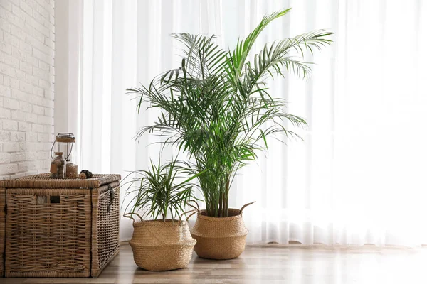 Piękne zielone rośliny doniczkowe w stylowym pokoju wnętrza — Zdjęcie stockowe