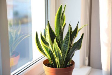Sansevieria fabrikası evdeki pencerenin yanında.