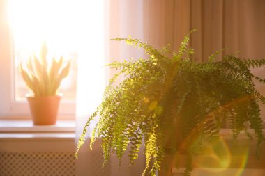 Evdeki masada güzel bir eğreltiotu bitkisi var. Metin için boşluk