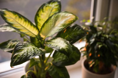 Evdeki pencerenin yanında güzel saksılar, yakın çekim.