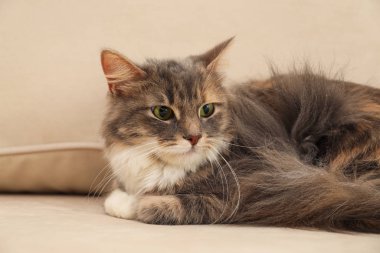 Evdeki kanepede sevimli tüylü kedi. Evcil hayvan