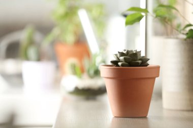 Evdeki ahşap masada güzel Echeveria bitkisi. Metin için boşluk