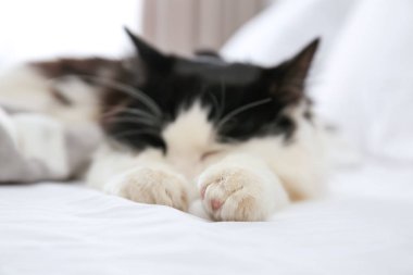 Tatlı kedi yatakta dinleniyor. Sevimli hayvan