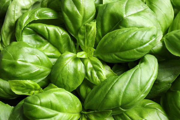 Fresh basil leaves as background, top view