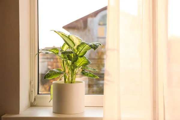 Planta Dieffenbachia Peitoril Janela Casa Espaço Para Texto — Fotografia de Stock