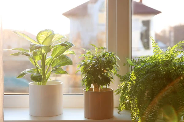 Different potted plants on window sill at home