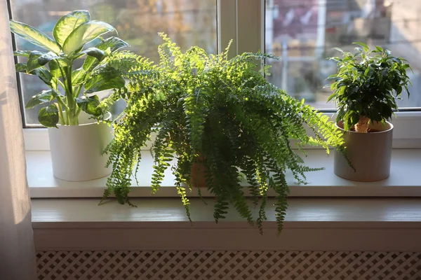 窓の上に異なる鉢植えが家に静まります — ストック写真