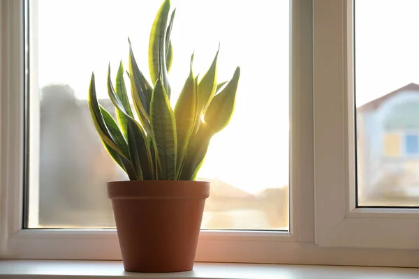 Evdeki Pencere Pervazına Sansevieria Bitkisi Yerleştirdim Metin Için Boşluk — Stok fotoğraf