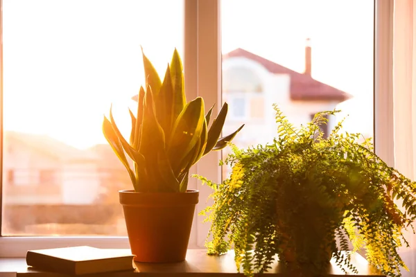 Plantas Vaso Livro Mesa Casa — Fotografia de Stock