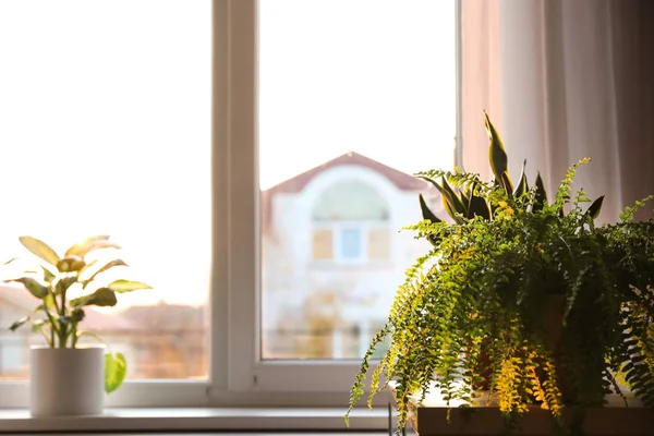 Vackra Krukväxter Hemma Plats För Text — Stockfoto