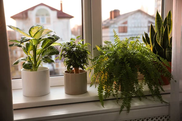 Different Potted Plants Window Sill Home — Stock Photo, Image