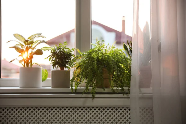 Different Potted Plants Window Sill Home — Stock Photo, Image