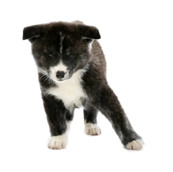 Leuke Akita inu puppy op witte achtergrond. Vriendelijke hond — Stockfoto