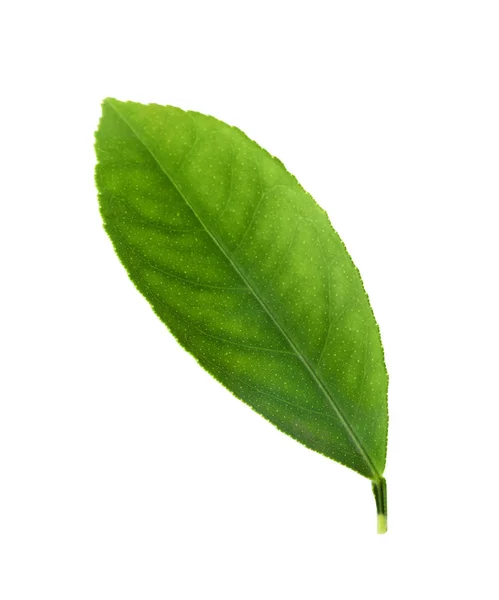 흰색에 분리되어 있는 싱싱 한 감귤 류 잎 — 스톡 사진