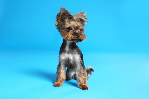 Leuke Yorkshire Terriër Hond Licht Blauwe Achtergrond — Stockfoto