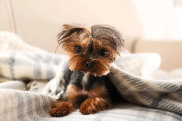 Lindo Yorkshire Terrier Perro Cubierto Con Cuadros Sofá — Foto de Stock