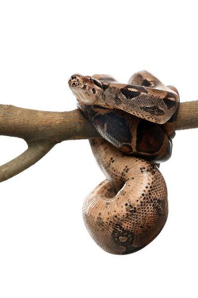 Brown boa constrictor on tree branch against white background