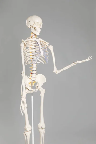 Sztuczny Model Szkieletu Ludzkiego Szarym Tle — Zdjęcie stockowe