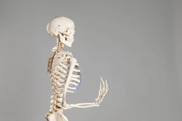 Modell Eines Künstlichen Menschlichen Skeletts Auf Grauem Hintergrund Raum Für — Stockfoto
