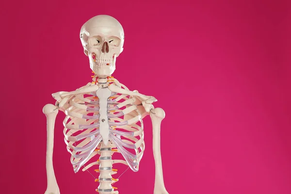 Kunstmatig Menselijk Skelet Model Karmozijnrode Achtergrond Ruimte Voor Tekst — Stockfoto