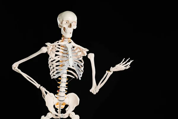 Modell Eines Künstlichen Menschlichen Skeletts Auf Schwarzem Hintergrund — Stockfoto