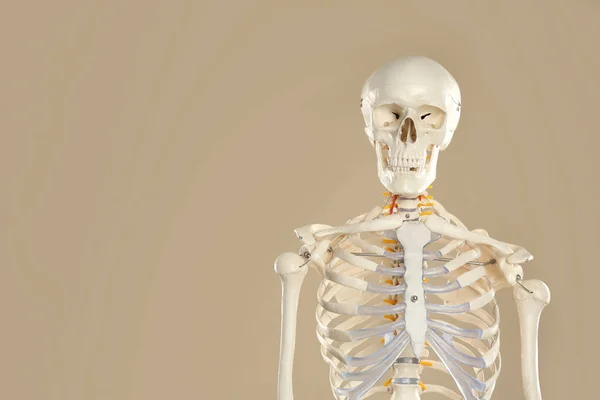 Modelo Esqueleto Humano Artificial Fundo Bege Espaço Para Texto — Fotografia de Stock