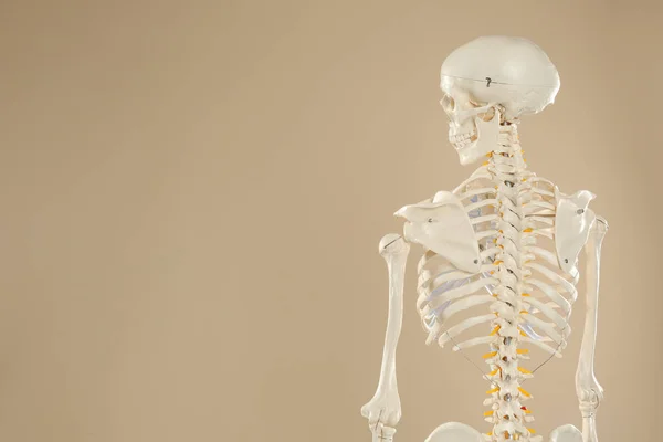 Kunstmatig Menselijk Skelet Model Beige Achtergrond Achteraanzicht Ruimte Voor Tekst — Stockfoto
