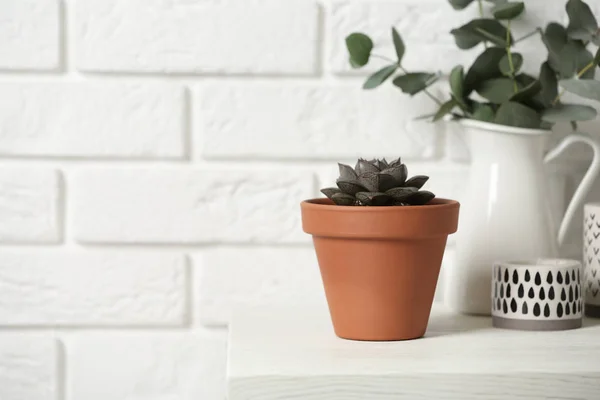 Beautiful Succulent Wooden Table Brick Wall Space Text Home Plant — Stock Photo, Image