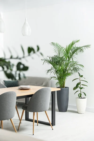 Beautiful Potted Plants Modern Living Room — 스톡 사진